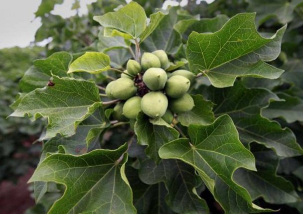 marche_jatropha_mali.jpg