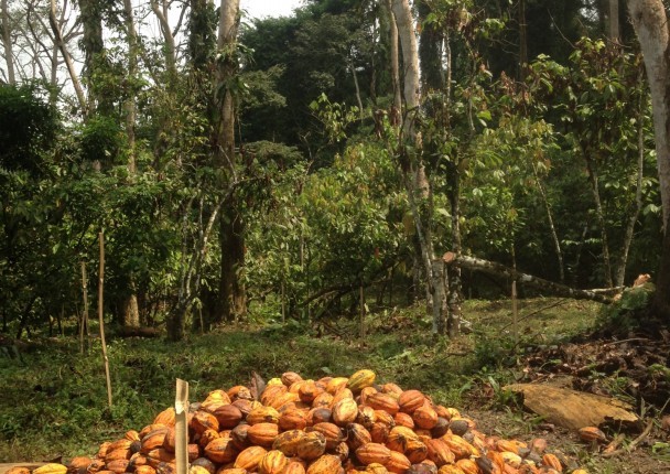 cacao_bio_agroforesterie.jpg