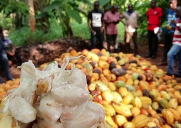 cacao_cote_d_ivoire_marche_agri_foret.jpg