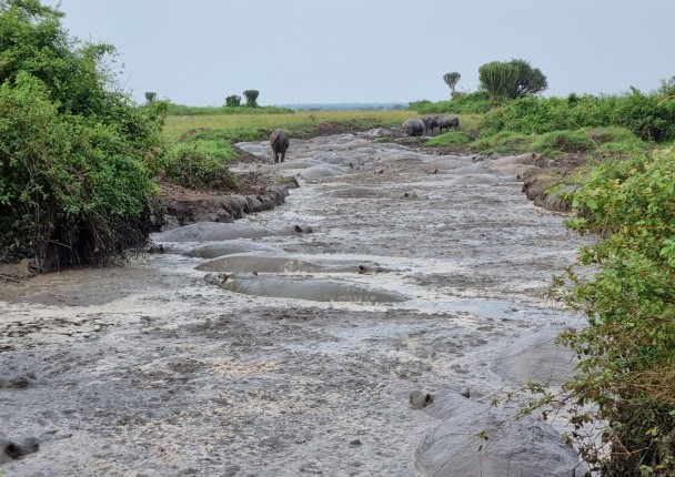 ouganda_hippo_risque_agri.jpg