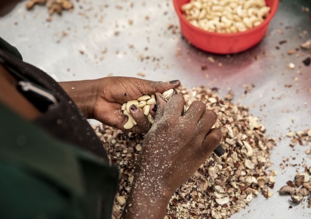 cajou_process_transfo_cote_moz_marche_agri.jpg