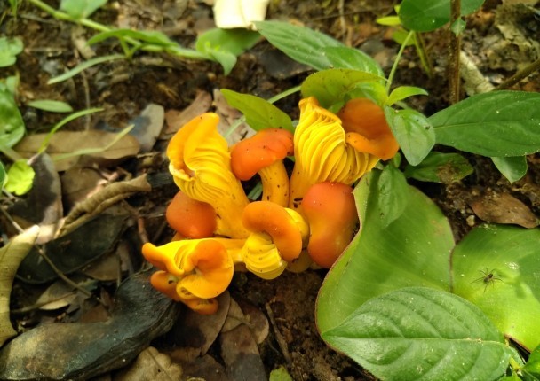 champignon_gile_mozambique_biodiv_foret_marche.jpg