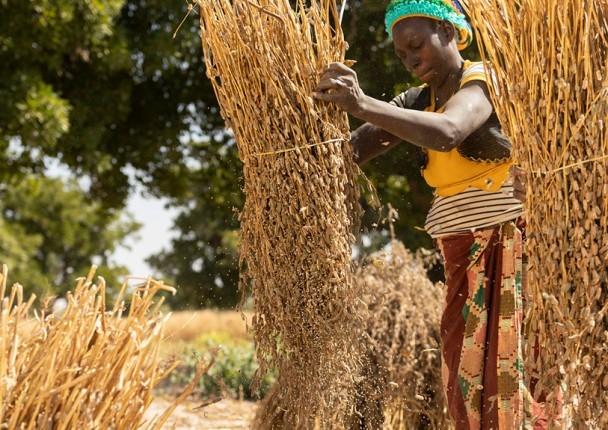 sesame_burkina_mali_agri_marche.jpg