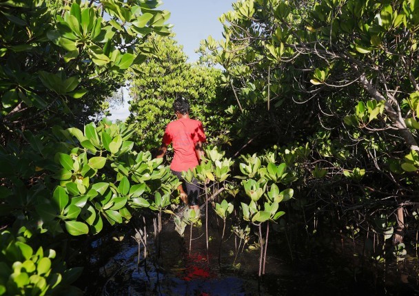 madagascar_bioenergie_climat_bois_doeuvre_energie_dechets_biodiversite_degradation_restauration.jpg