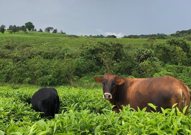 ouganda_the_agri_bio_marche.jpg