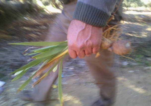 iris_maroc_agri_bio_marche.jpg