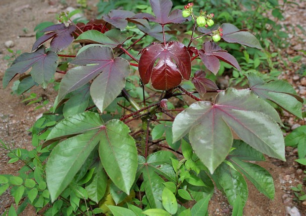 bellyache_bush_jatropha_gossipifolia_in_hyderabad_ap_w_img_9219.jpg