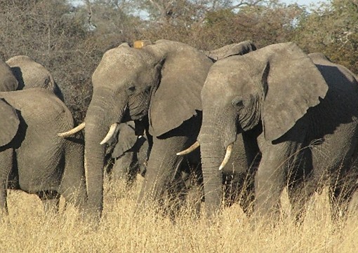 elephant_aires_protegees_foret_moz_biodiversite.jpg