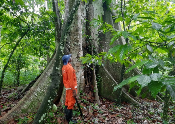 cameroun_foret_agri_aires.jpg