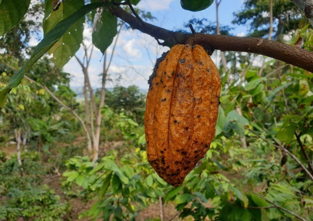 amavi_equateur_bioenergie_biodiversite_climat_cacao_agri.jpg