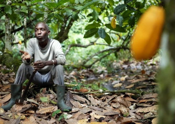 cacao_cote_marche_biologique_redd_agrof.jpg