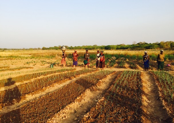 NPAGRI - Redynamiser les productions, l'accès au marché et le conseil  agricole pour les filières vivrières et commerciales du Nord de la Côte  d'Ivoire – Nitidæ
