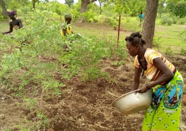 bio_agri_burkina_bio_marche.jpg