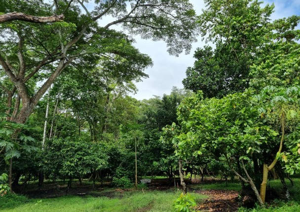 cacao_agroforesterie_carbone_ghana_cote_foret.jpg