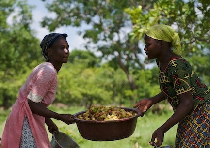 karite_recolte_agri_burkina.jpg