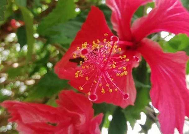 hibiscus.jpg