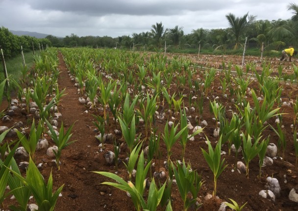 belize_agriculture_biologique_agroforesterie_agroprocessing_coco_noixdecoco_noix_nuts_tree_nursery_seedlings_pepiniere.jpg