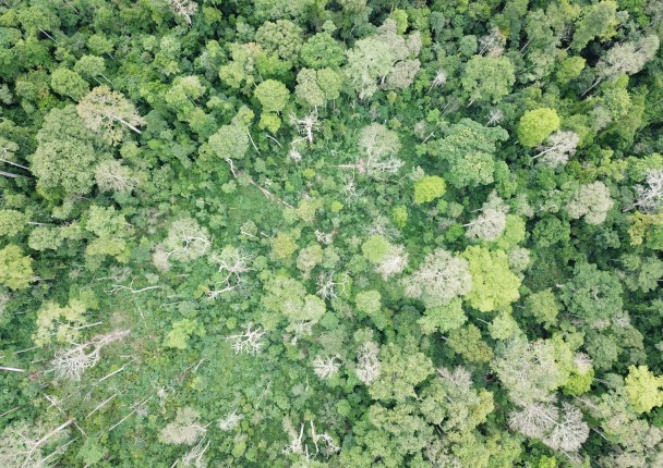 drone_foret_degradee_vue_du_ciel.jpg