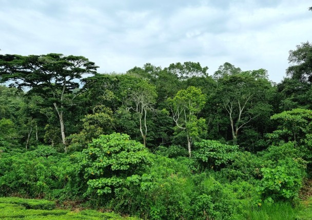 ouganda_the_foret_biodiv.jpg