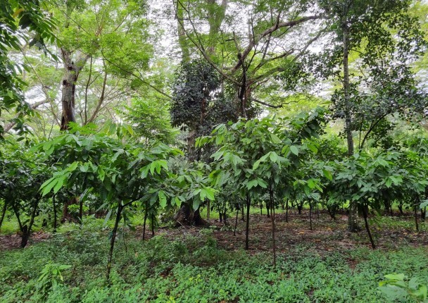 cacao_agroforesterie_carbone_mada_foret.jpg