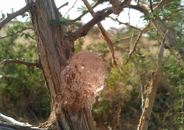 SDGUM - Appui à la filière gomme arabique au Soudan – Nitidæ