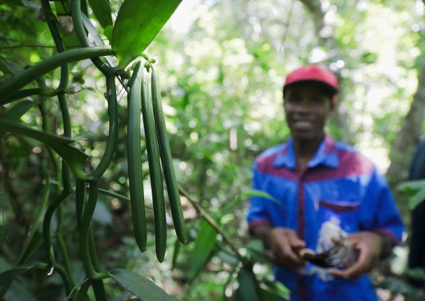 vanille_mada_agri_foret_climat_conservation.jpg