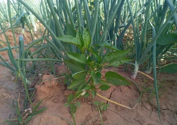 soignon_senegal_agri_marche.jpg