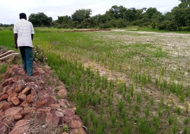 riz_marche_agriculture_burkina_faso_.jpg