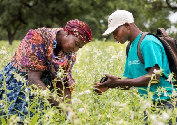 sesame_burkina_marche_agri_bio_tic.jpg