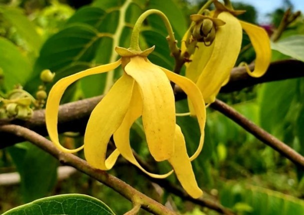 ylang_mada_agri_labels.jpg