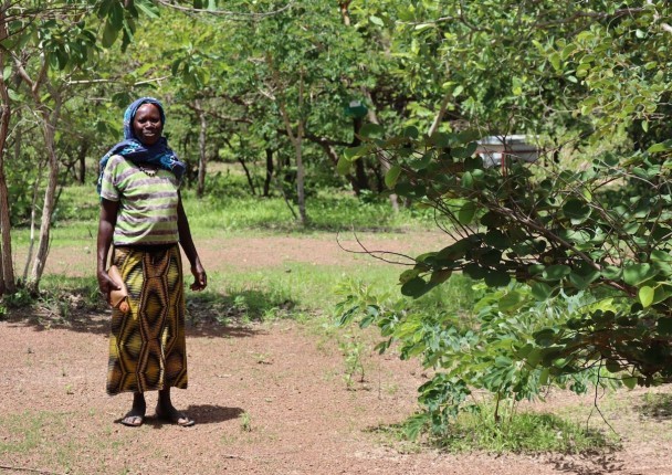 ponasi_burkina_foret_agroforesterie_bois_doeuvre_riz_.jpeg