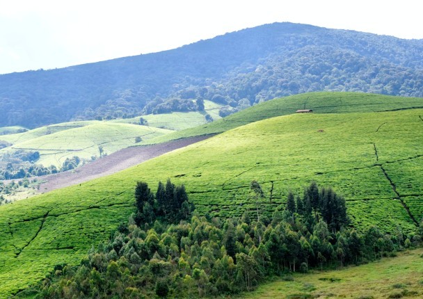 burundi_foret_agri_.jpg