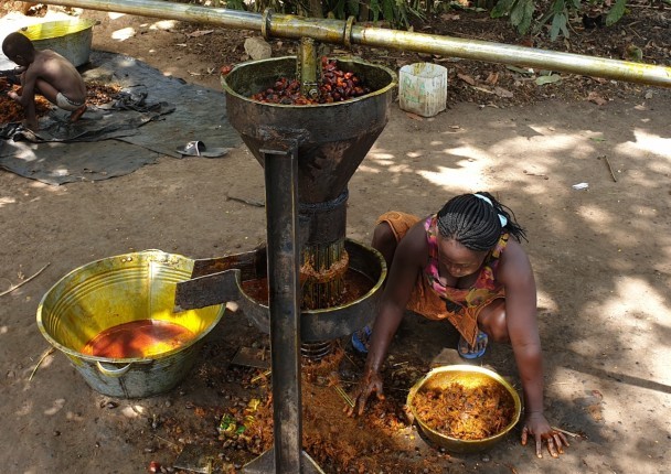 palme_marche_cote_ghana_agri_agroforest_foret.jpg