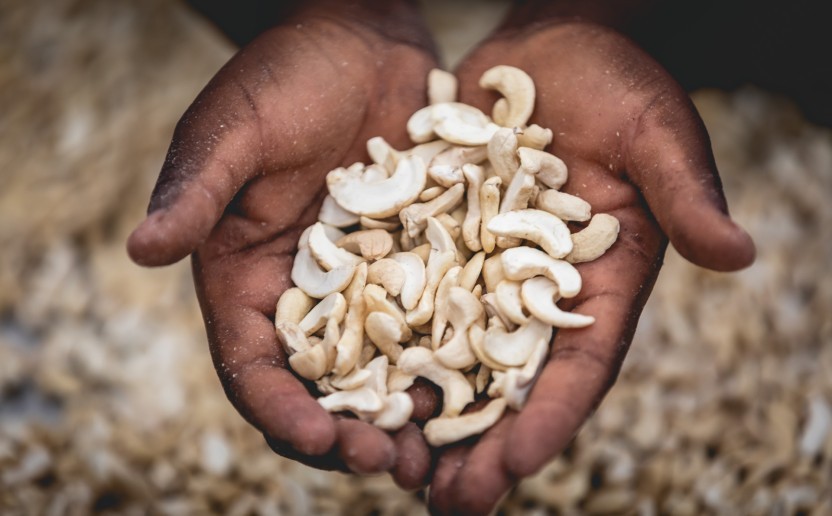 noix_de_cajou_anacarde_giz_prociv_togo_agriculture_marche_.jpg