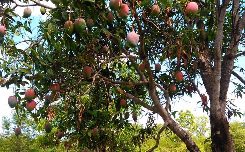 mangue_cote_mada_marche_agri.jpg