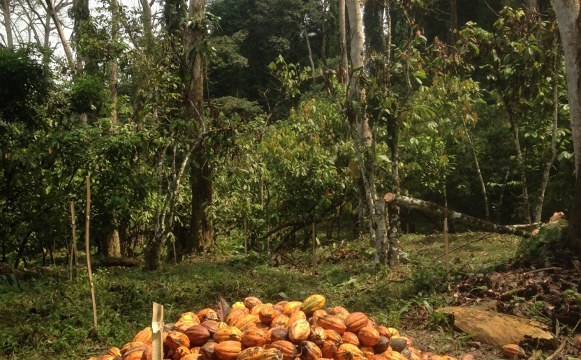 cacao_bio_agroforesterie.jpg