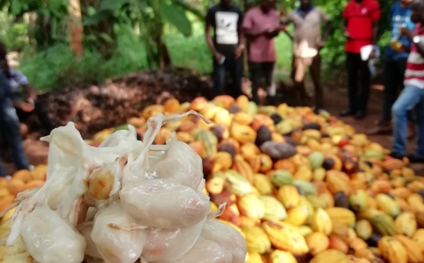 cacao_cote_d_ivoire_marche_agri_foret.jpg