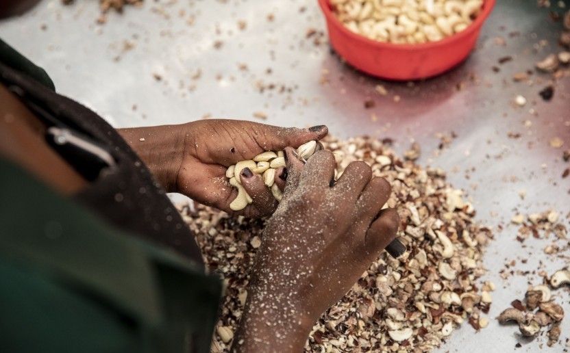 cajou_process_transfo_cote_moz_marche_agri.jpg