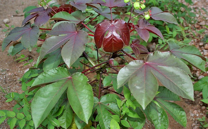 bellyache_bush_jatropha_gossipifolia_in_hyderabad_ap_w_img_9219.jpg