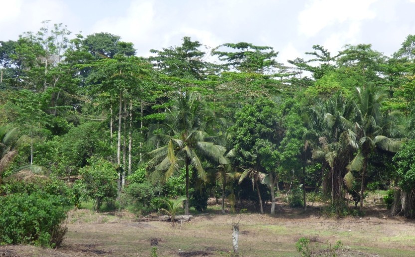 cacao_agrof.jpg