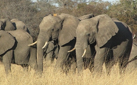 elephant_aires_protegees_foret_moz_biodiversite.jpg