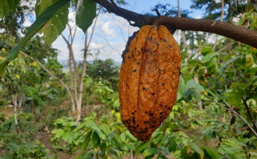 amavi_equateur_bioenergie_biodiversite_climat_cacao_agri.jpg