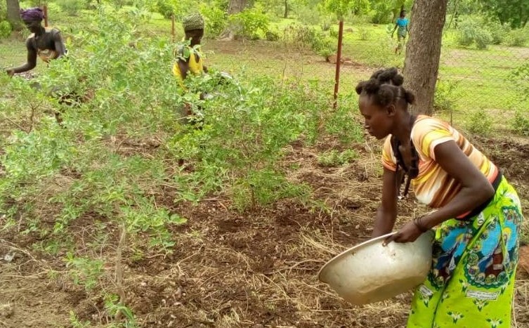 bio_agri_burkina_bio_marche.jpg