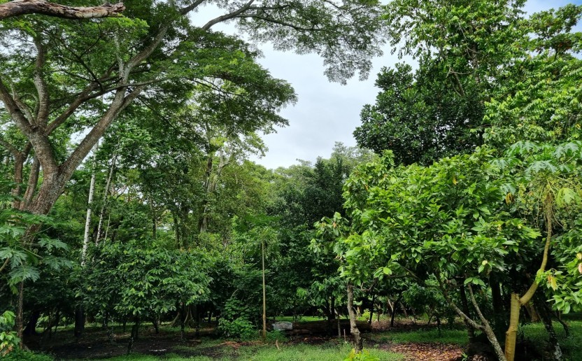 cacao_agroforesterie_carbone_ghana_cote_foret.jpg