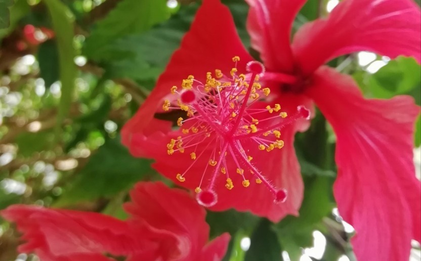 hibiscus.jpg