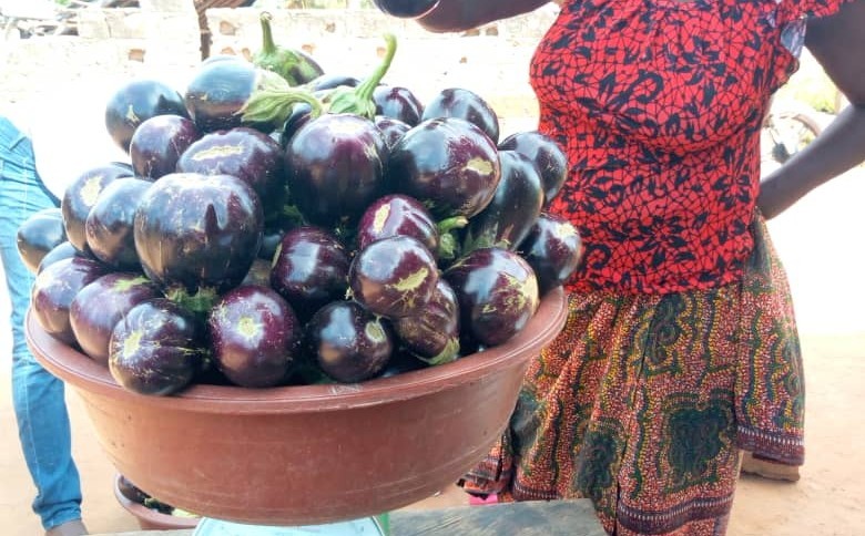 agri_ci_pesee_d_aubergines_violets.jpg