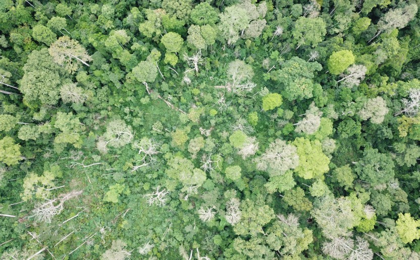 drone_foret_degradee_vue_du_ciel.jpg