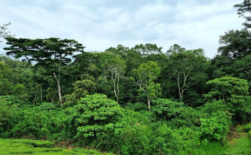 ouganda_the_foret_biodiv.jpg