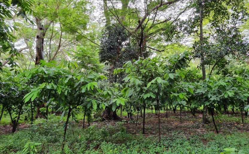 cacao_agroforesterie_carbone_mada_foret.jpg