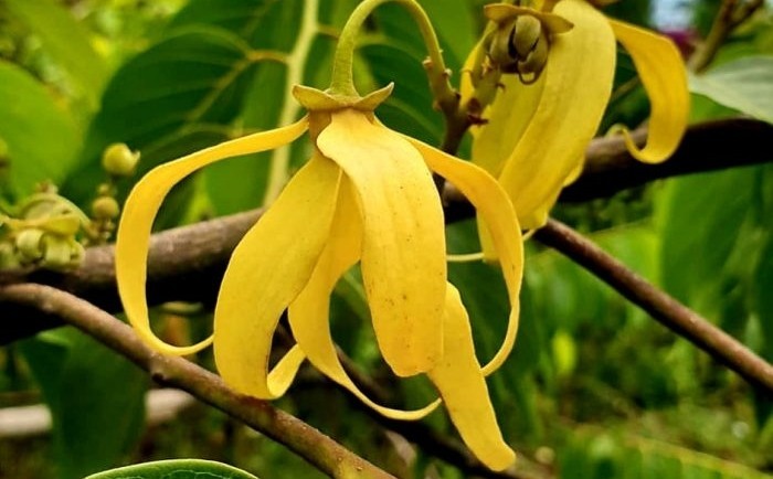 ylang_mada_agri_labels.jpg